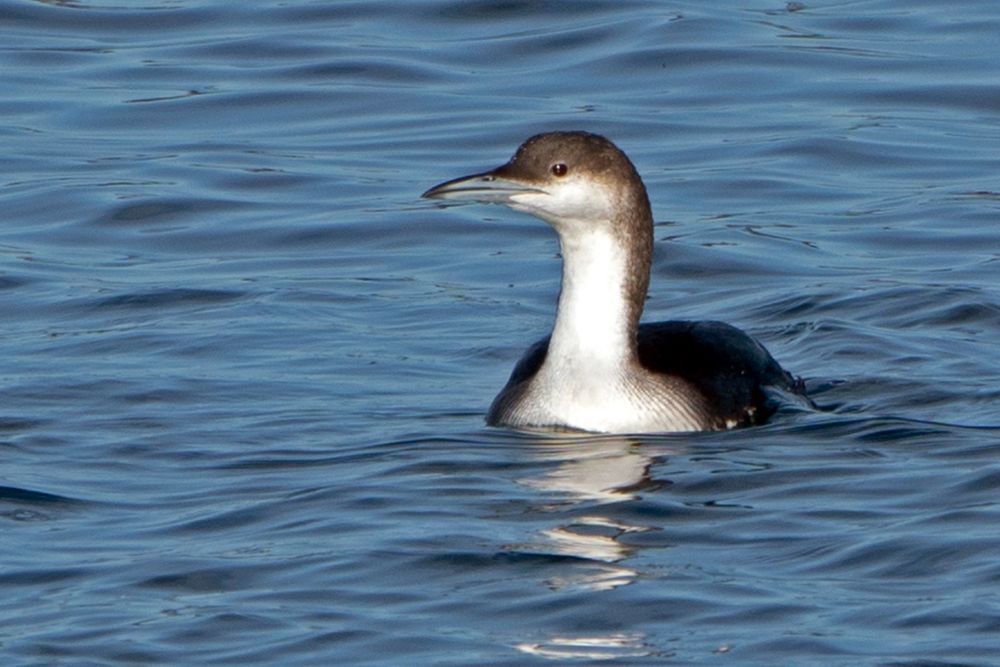 Arctic Loon